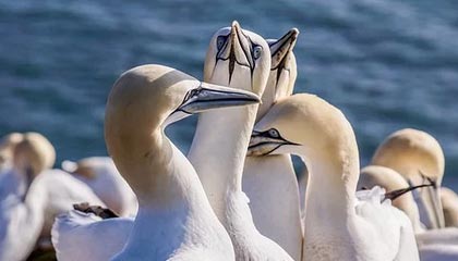 开云官网在线-摩纳哥后防线再添新分，球队稳扎稳打期待更上一层楼，摩纳哥球队是哪个国家